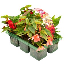 Begonia Trailing Mixed |