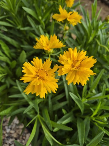 Coreopsis grandiflora golden - coreopsis, 'golden