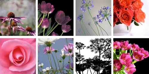 Floral greetings cards 8 - floral,