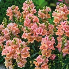 Antirrhinum 'Twinny Mix' Plugs