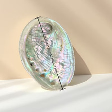 1pc Large Genuine Abalone