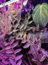 x3 Solanum Evolvulifolium Live  Cutting - Rare Terrarium Tropical Plant Vivarium