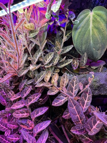 Solanum evolvulifolium live - solanum,