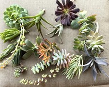 20 Assorted Succulent