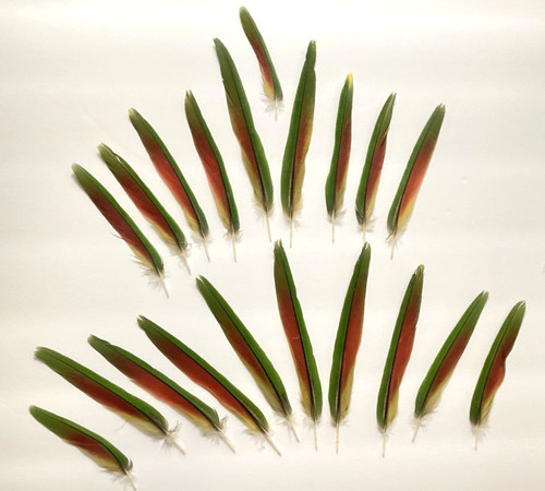 Conure parrot feathers - conure,