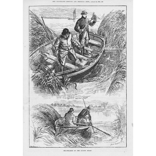 Suffolk eel spearing - eel,