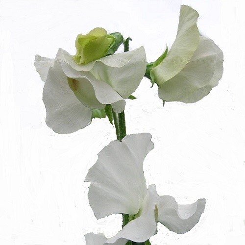 Sweet pea spencer white - sweet,