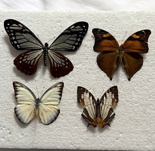 Entomology butterfly - entomology, a1/a-