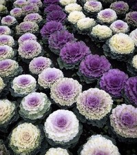 90 x Decorative Ornamental Garden Wild Flower Kale Cabbage Mix Seeds