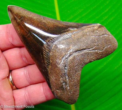 Megalodon shark tooth - tooth, real