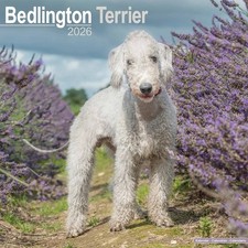 Bedlington Terrier Calendar