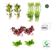 Starting Mixed Bundle 120Lt
