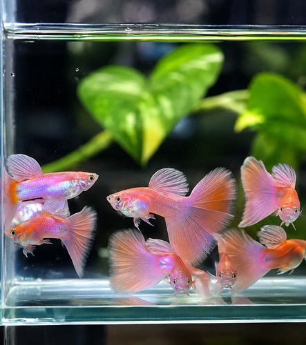 Pink grass guppy pair - pink, –