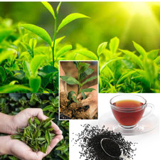 LIVE LITTLE TEA PLANTS