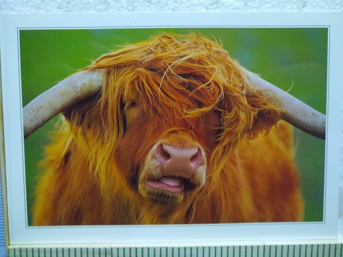 Postcard highland bull - postcard,