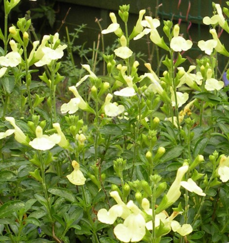 Salvia lemon pie 9cm pot - 9cm,