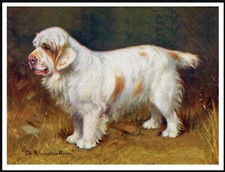 CLUMBER SPANIEL OLD NAMED