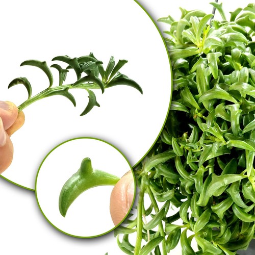 Senecio peregrinus string - senecio,