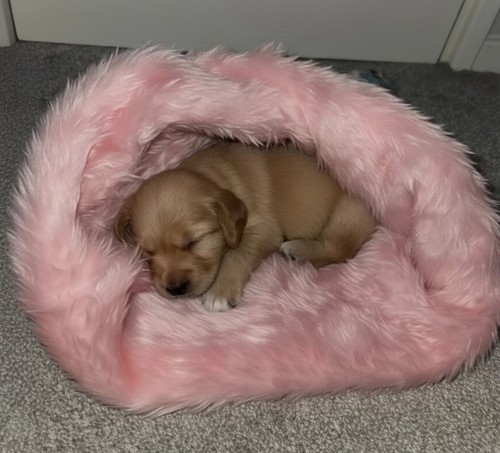 Small snuggle pouch for - small,