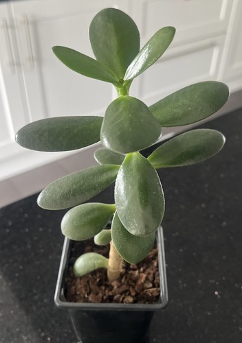 Large jade plant money - large,