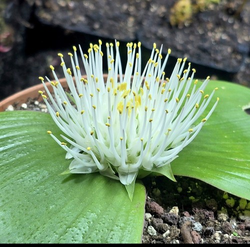 Massonia longipes bulb - longipes, -1