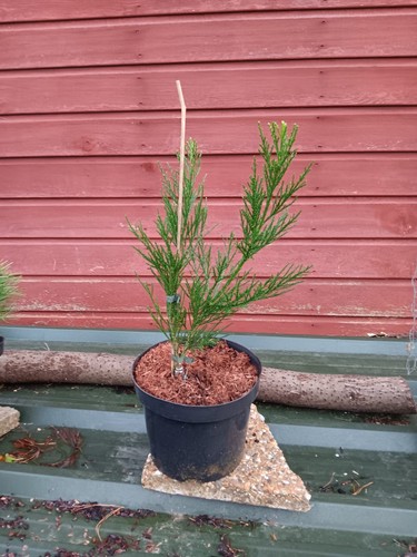 Sequoiadendron giganteum