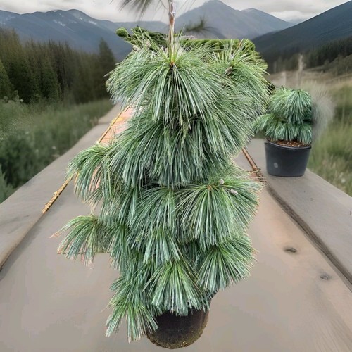 Pinus schwerinii wiethorst - pinus,