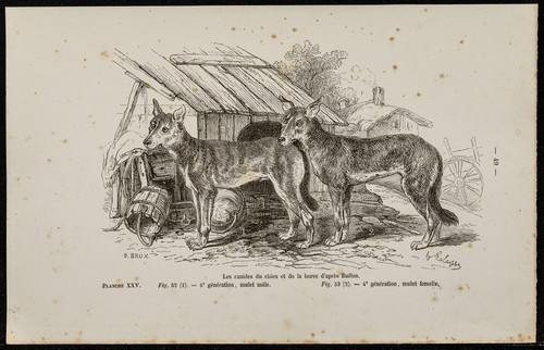 1867 dog and wolf - dog,