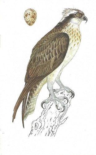Vintage bird print - ,, book