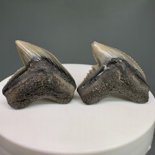2 Beautiful Fossil GALEOCERDO CUVIER Tiger Shark Teeth - Fernandina Beach, FL