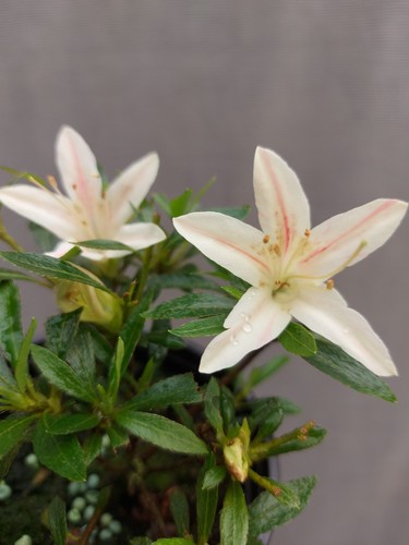 Beautiful flowering satsuki - beautiful,