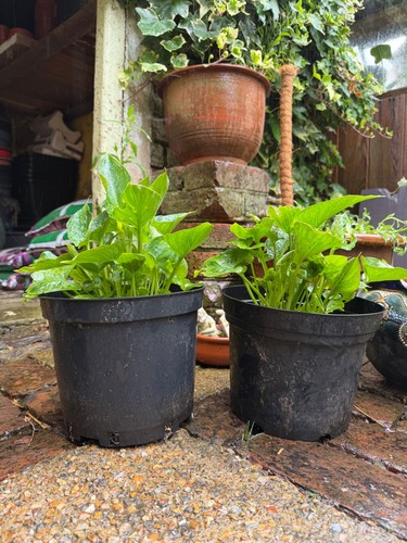 Large litre arum lily - -, well