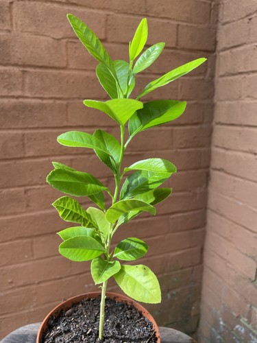 Organic young lemon - tree, plant
