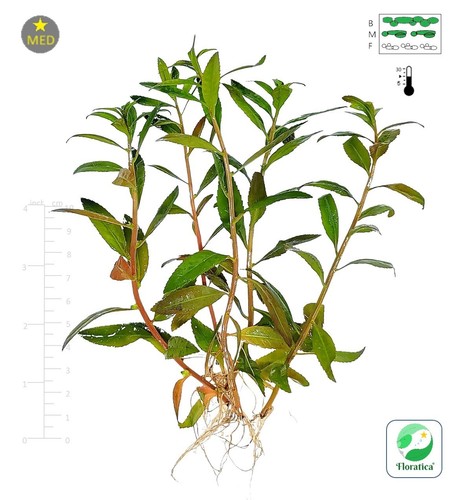 Proserpinaca palustris - 5x,