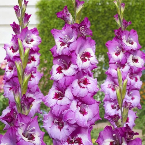 Elvive bicolour gladioli - 12,