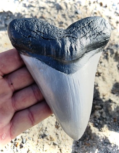 Carbon fiber megalodon - megalodon, tooth