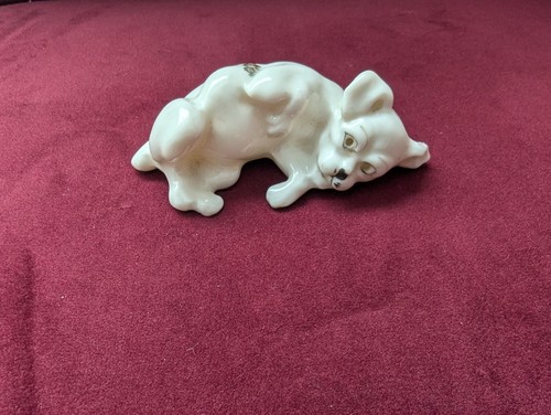 Gemma crested china - crested,