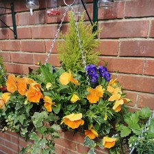 Hanging Baskets ready to GO