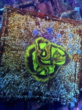 Coral - favia dragonsoul