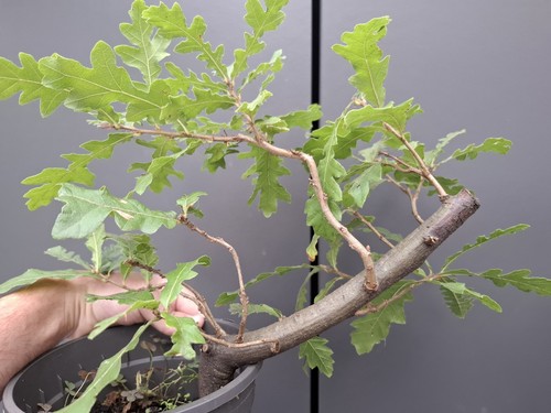 Chunky oak bonsai tree - chunky,