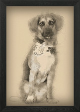 Dog cross breed with a bea