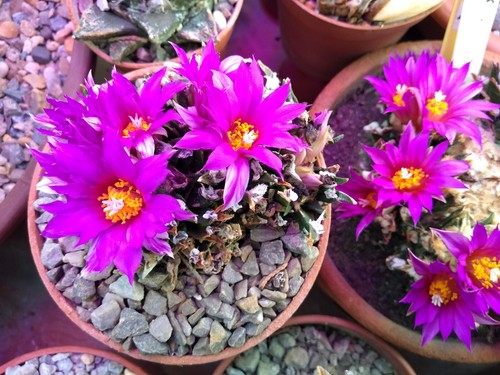 Ariocarpus agavoides fresh - 20,