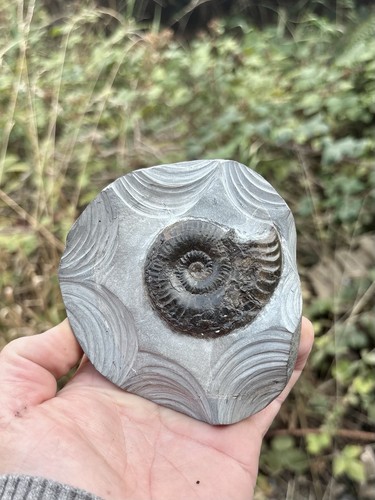 Grammoceras jurassic - sp.,