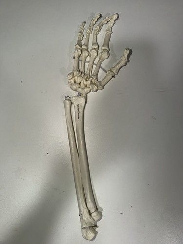 Erler zimmer anatomical human - erler-zimmer,