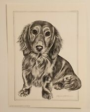 Beautiful Long Haired