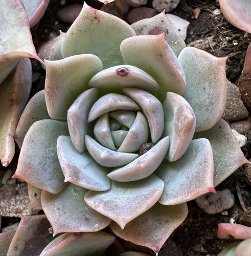Echeveria pulidonis 4cm - ,