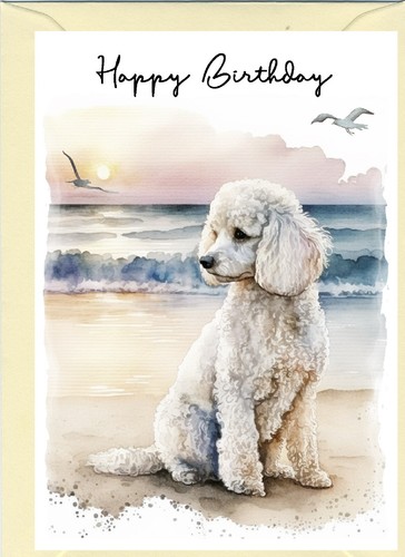 Poodle white dog - white,
