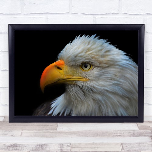 Bald eagle portrait close - bald,