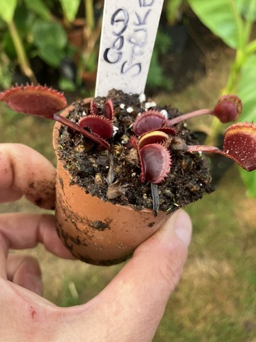 Venus fly trap dionaea - venus,