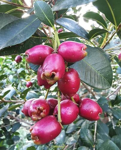 Magenta cherry lilly pilly - magenta,